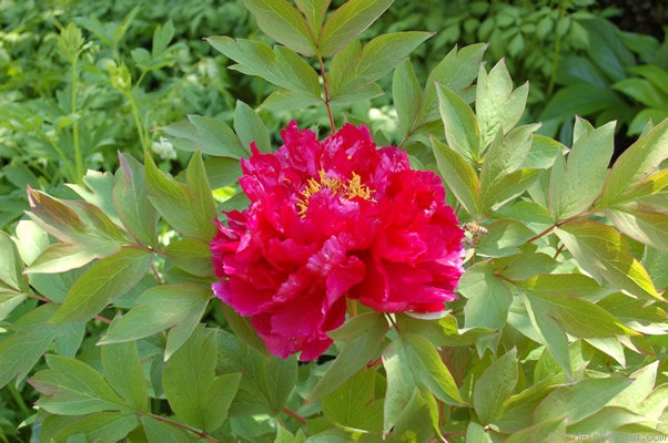 'Er Qiao' peony photo