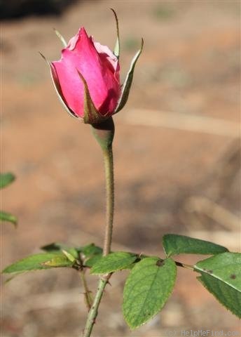 'Lady Luck' rose photo