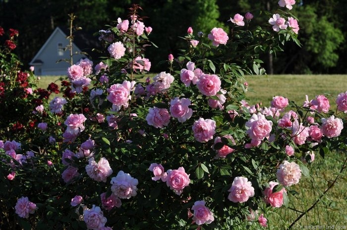 'Mortimer Sackler' rose photo