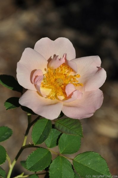 'Shropshire Lass' rose, click to enlarge 'Shropshire Lass' rose photo
