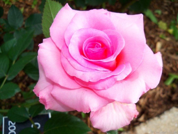'Flawless ™' rose photo