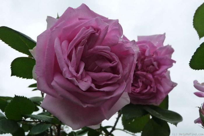 'Conrad Ferdinand Meyer' rose photo