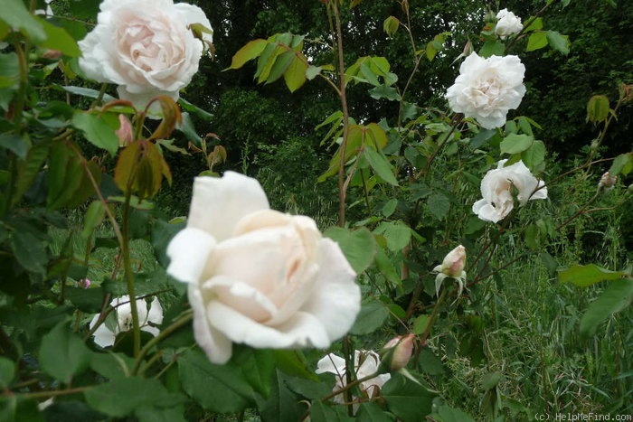 'Madame Alfred Carrière (noisette, Schwartz 1875)' rose photo