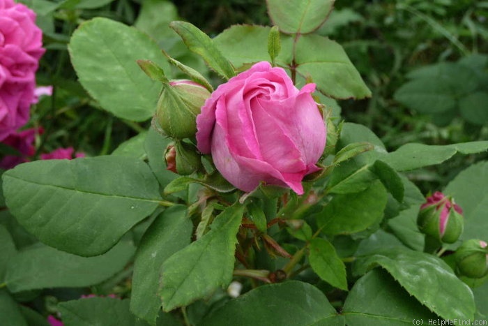 'Madame Joseph Bonnaire' rose photo