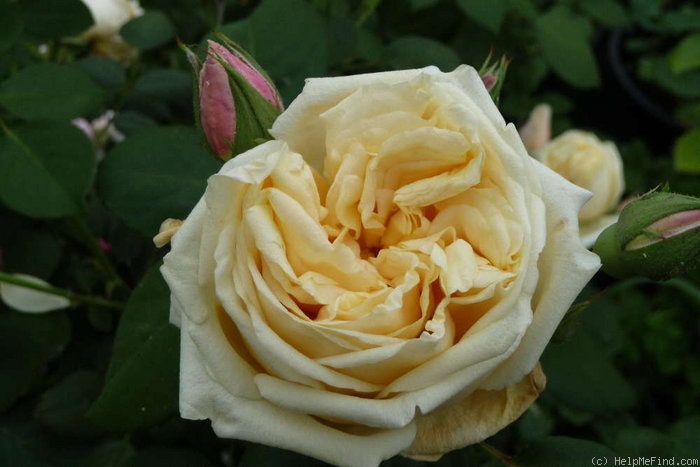 'Mademoiselle Francisca Krüger' rose photo