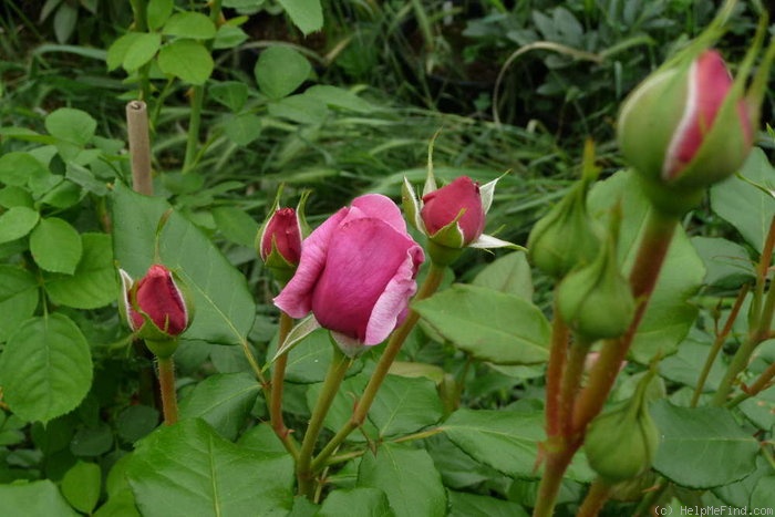 'Aloha (cl. hybrid tea, Boerner before 1949)' rose photo