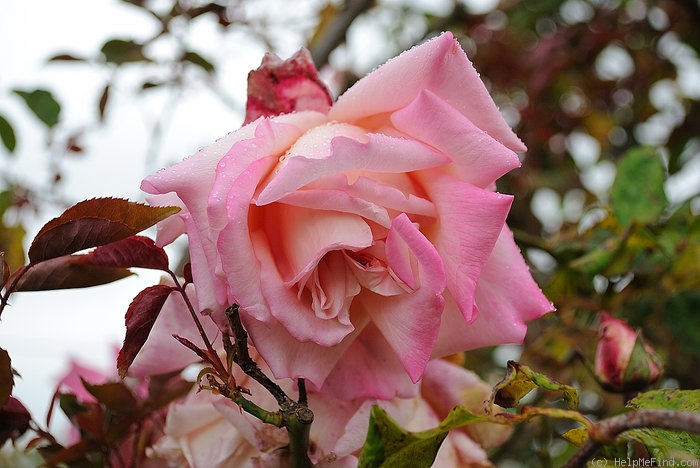 'Climbing Maman Cochet' rose photo