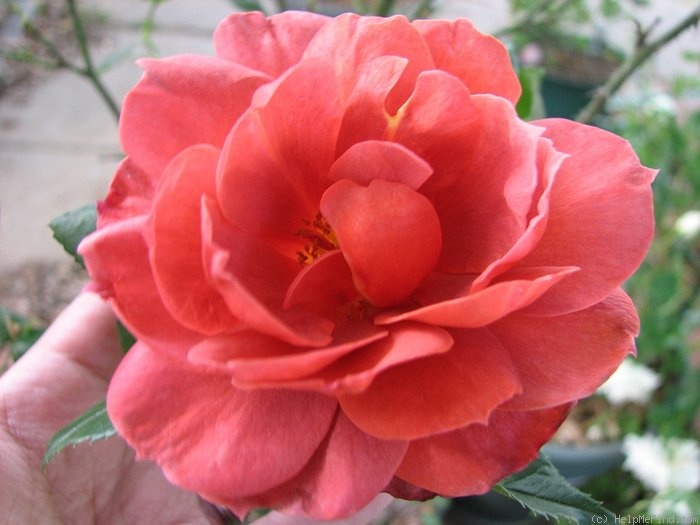 'Hot Cocoa ™ (Floribunda, Carruth 2001)' rose photo
