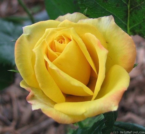 'Kismet ™ (mini-flora, Tucker 2005)' rose photo