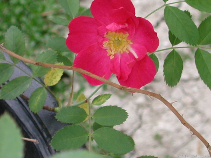 'DLFED 4' rose photo