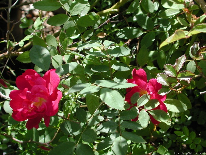 'DLFED 4' rose, click to enlarge 'DLFED 4' rose photo