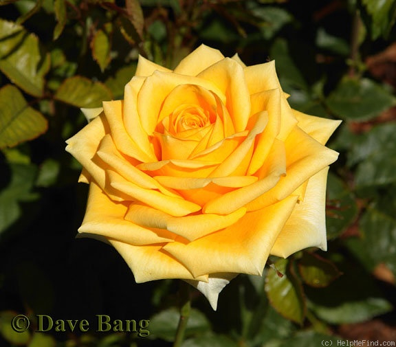 'Golden Gate ® (florists rose, Kordes 1999)' rose photo
