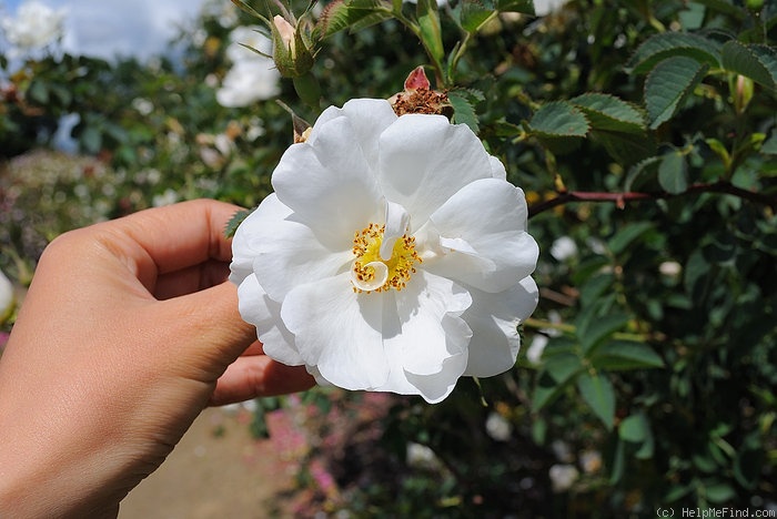 'Alba Foliacea' rose photo