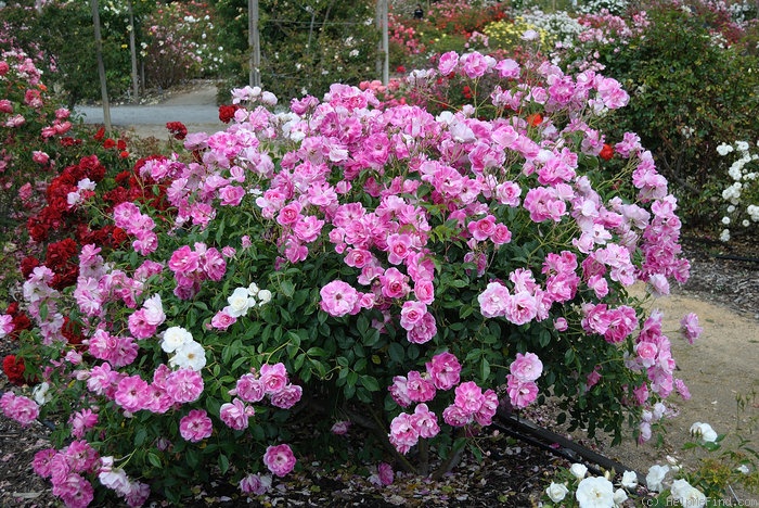 'Brilliant Pink Iceberg' rose photo