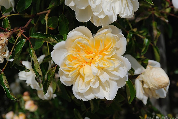 'François Foucard' rose photo