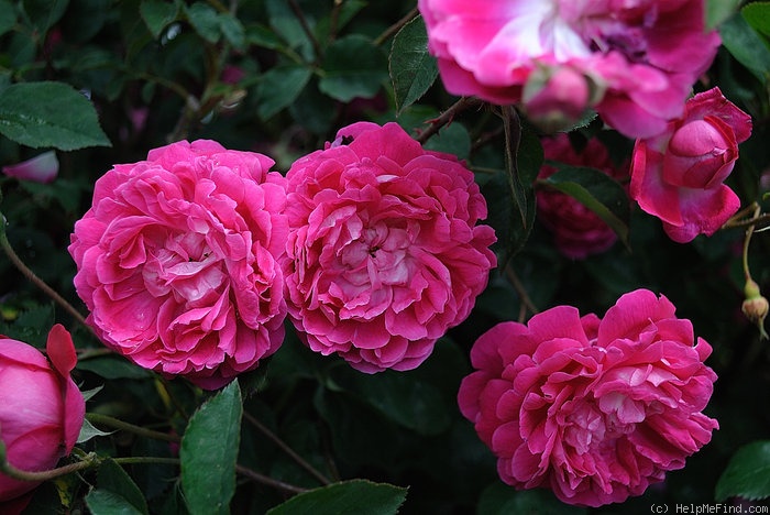 '<i>Rosa</i> x Bourboniana' rose photo