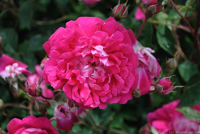 '<i>Rosa</i> x Bourboniana' rose photo