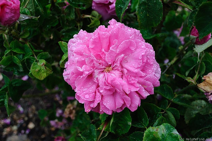 'Madame Prévost' rose photo
