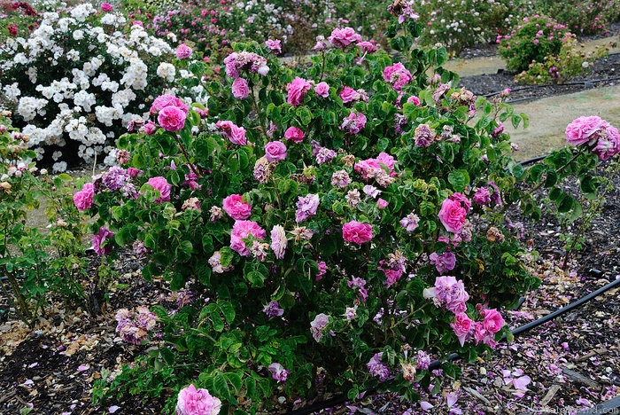 'Madame Prévost' rose photo