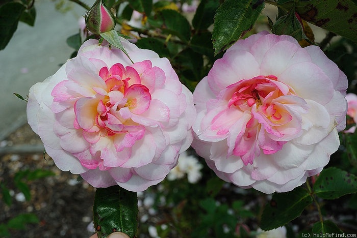 'Morning Blush ™ (Alba, Sievers, 1974)' rose, click to enlarge 'Morning Blush ™ (Alba, Sievers, 1974)' rose photo