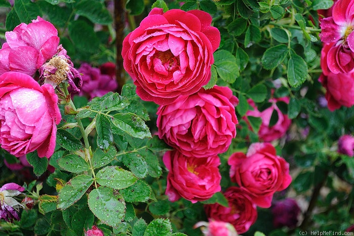 'Parkzierde' rose photo