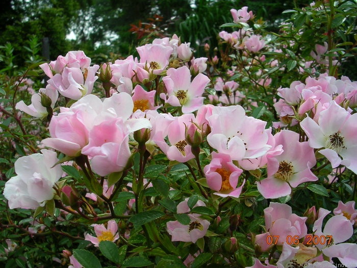 'Heideröslein-Nozomi' rose photo