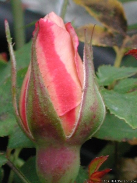 'Suntan Beauty ™' rose photo