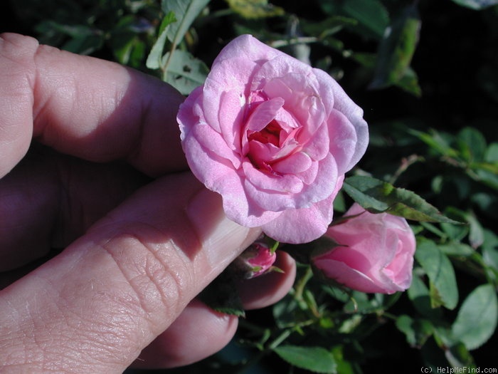 '1-72-1DLFED3' rose photo