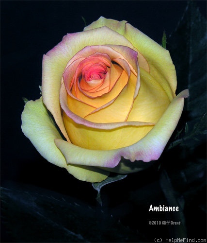 'Ambiance (hybrid tea, NIRP International)' rose photo