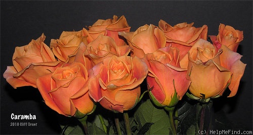 'Caramba (florist rose, Tantau)' rose photo