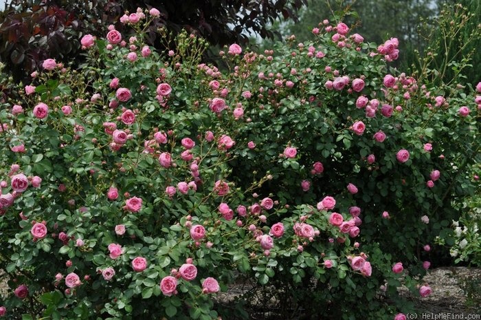 'Pomponella ® (floribunda, Kordes 2005)' rose photo