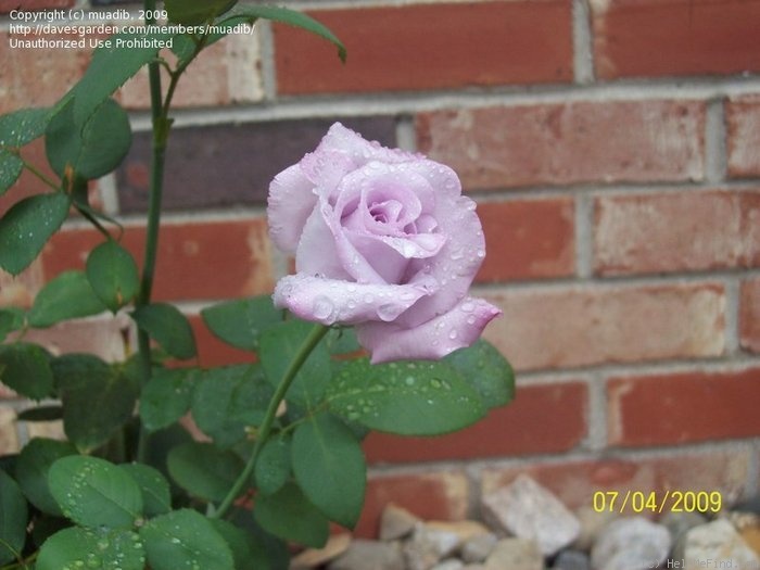 'Blue Girl (hybrid tea, Kordes, 1964)' rose photo