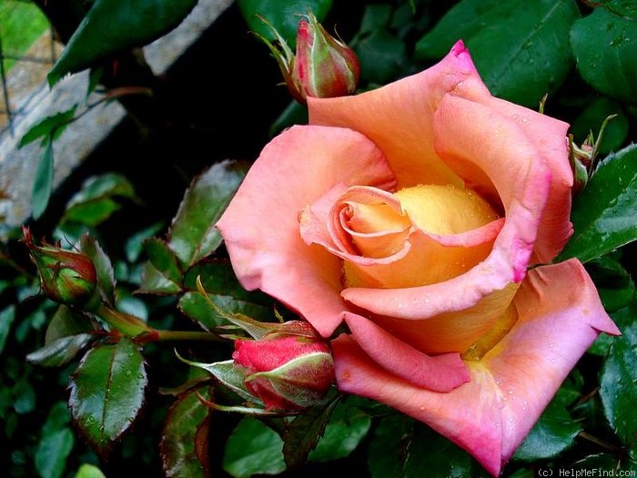 'Michel Drucker ®' rose photo