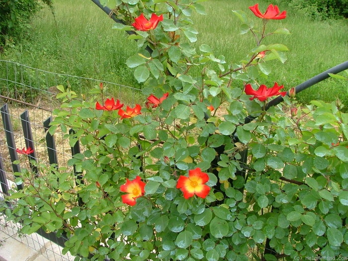'Ciak ®' rose photo