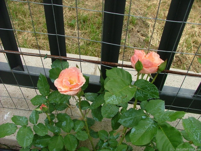 'Bellavista ®' rose photo