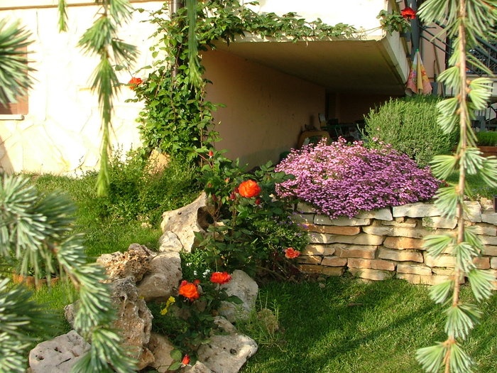 'Luca's garden'  photo