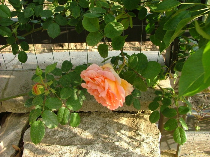 'Papi Delbard ®' rose photo
