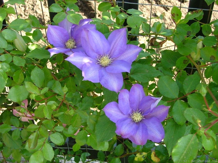 'C. 'H. F. Young'' clematis photo