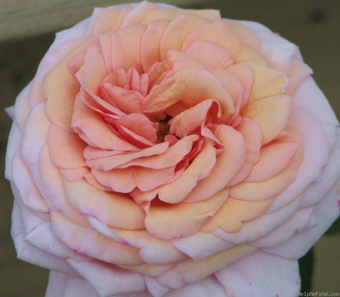 'Dixieland Linda' rose photo