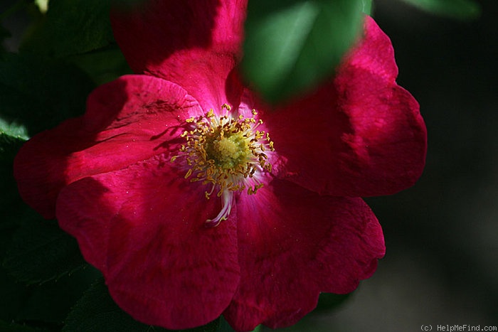 'Arnold' rose photo