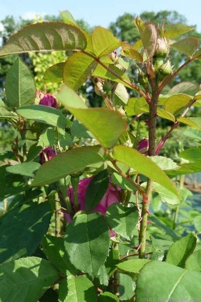 'Charlemagne (hybrid perpetual, Oger, 1863)' rose photo