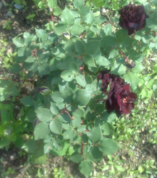 'Louis XIV (china, Guillot, 1859)' rose, click to enlarge 'Louis XIV (china, Guillot, 1859)' rose photo
