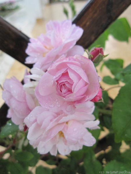 'Belle Vichysoise' rose photo