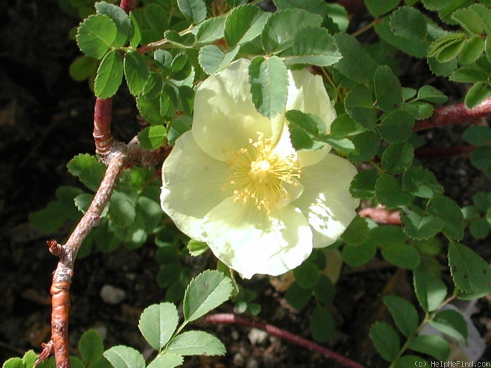 '1-72-1Hugonis' rose photo