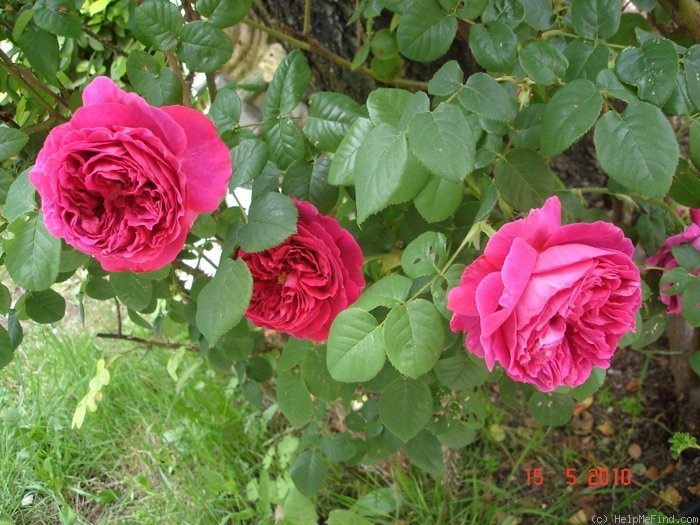 'Othello (English Rose, Austin, 1986)' rose photo