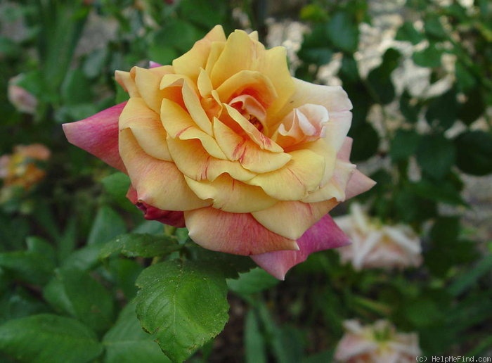 'Autumn' rose photo