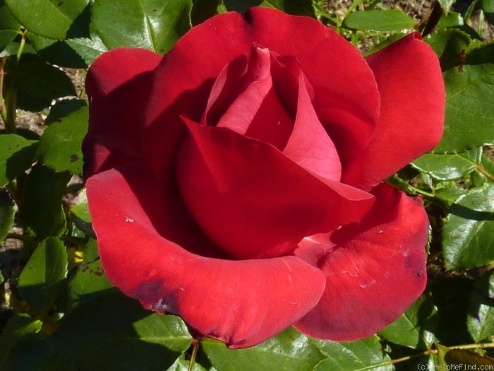 'La Marseillaise ® (hybrid tea, Delbard-Chabert, 1976)' rose photo