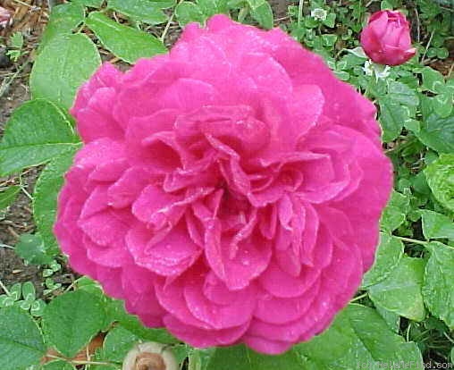 'Brennus' rose photo