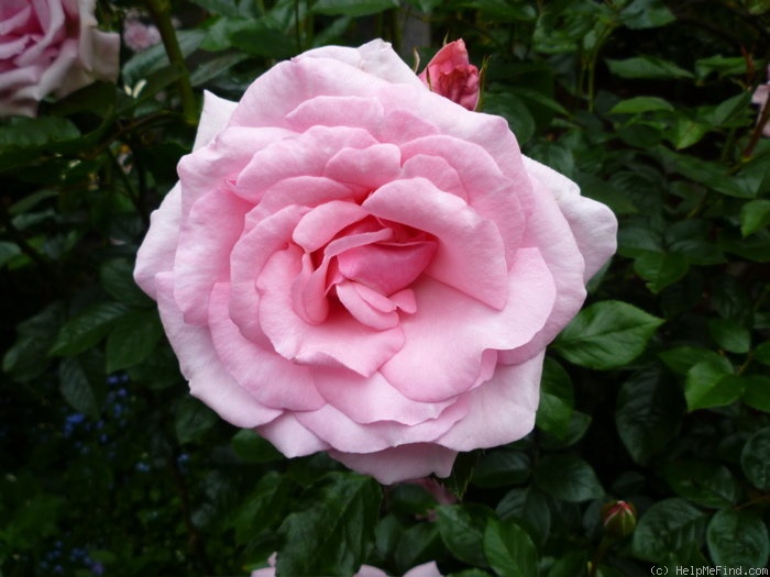 'Radox Bouquet' rose photo