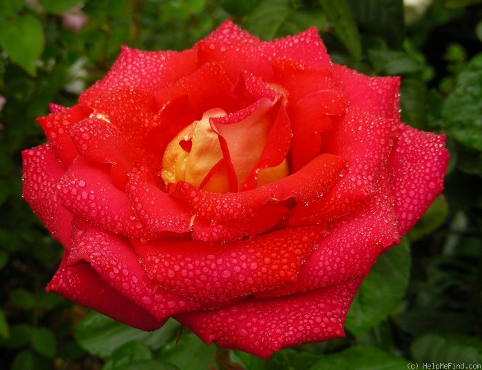 'Canadian Sunset' rose photo